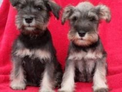 Adorable Standard Schnauzers Puppies for Adoption