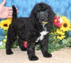 Stunning Standard Poodle Puppies Now Ready