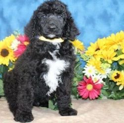 Ready Now Beautiful Kc Registered Standard Poodle Puppies