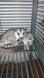 REHOMING SEVERAL SUGAR GLIDERS!!!!!