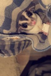 2 sugar glider brothers for sale