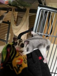 Two Sugar gliders for sale with cage !