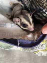 Looking to rehome sugar glider