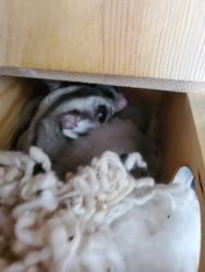 Two 4-year-old Sugar Gliders