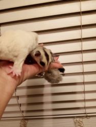 Sugar Glider baby brother and sister