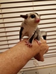 Baby sugar glider brother and sister baby boy is neutered