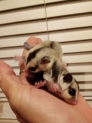 Sugar glider baby brother and sister ready for Christmas