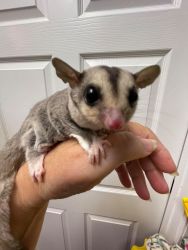 Adorable brother and sister sugar gliders for adoption