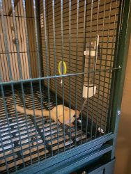Sugar Gliders and cage and accessories