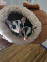 2 baby sugar gliders, brother and sister