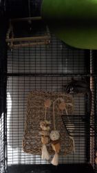 2 year old neutered male sugarglider for sale