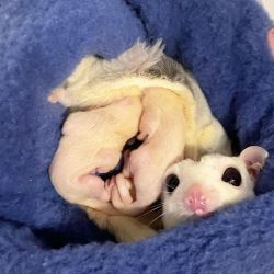 Sugar gliders ready to rehome