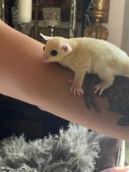Sugar gliders looking for homes