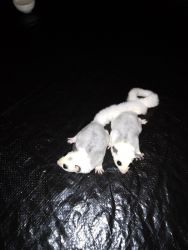 Two Female sugargliders