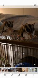 2 Sugarglider girls for sale