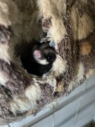 Sugar gliders and cage for sale
