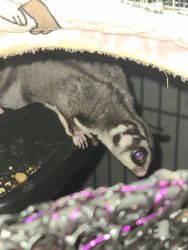 2 Sugar gliders with cage