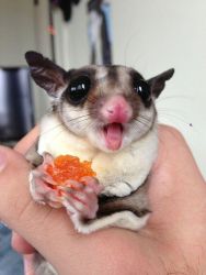 Cute and adorable sugar glider for sale