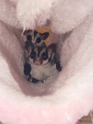 2 young sugar gliders & cage for sale!