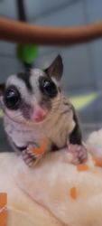 2 SUGAR GLIDERS AND EVERYTHING YOU NEED
