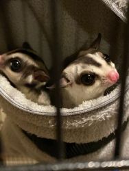 Two sugar gliders and professional cadge