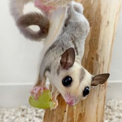 De-Wormed Male & Female Sugar Glider Available Now For Sale