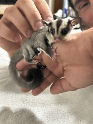 Baby mosaic registered gliders