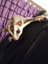 Want to sale my daughter's 2 sugar gliders