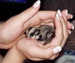 Dont Miss Out Male And Female Sugar Gliders - $170