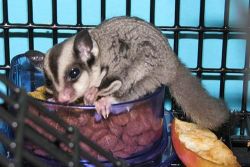 Sugar Gliders for sale with cage