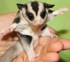 Sugar Gliders For Sale Share Tweet +1 Pin It