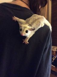 Dont Miss Out Male And Female Sugar Gliders - $180