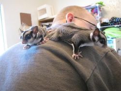 Sugar Glider for rehoming