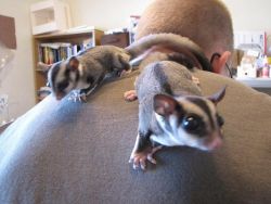 Pair of sugar gliders for sale