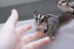Pair of young exotic Sugar Gliders!