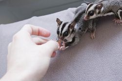 Take My Sugar Glider Babies And Re-home!