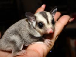 Dont Miss Out Male And Female Sugar Gliders