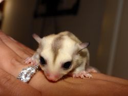 Dont Miss Out Male And Female Sugar Gliders