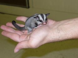 4 sugar gliders available for sale