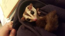 2 female sugar gliders and equipment for sale
