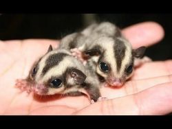 Sugar Gliders For Sale Now
