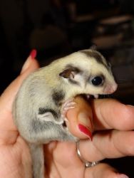 Sugar Gliders For Sale With Cage And Accessories