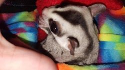 Standard male and female sugar gliders available