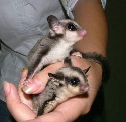 Young Gliders Available