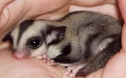 Sugar Gliders For Sale/ Need A Responsible Home