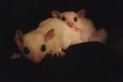 Standard male and female sugar gliders available