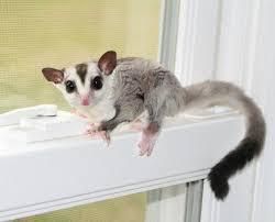 Male and female Sugar Gliders for your family