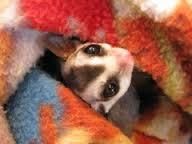 Sugar Gliders available!!