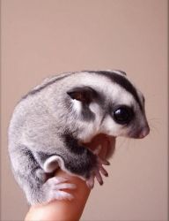 Dont Miss Out Male And Female Sugar Gliders - $180