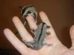 Family of four Sugar Gliders with included cage